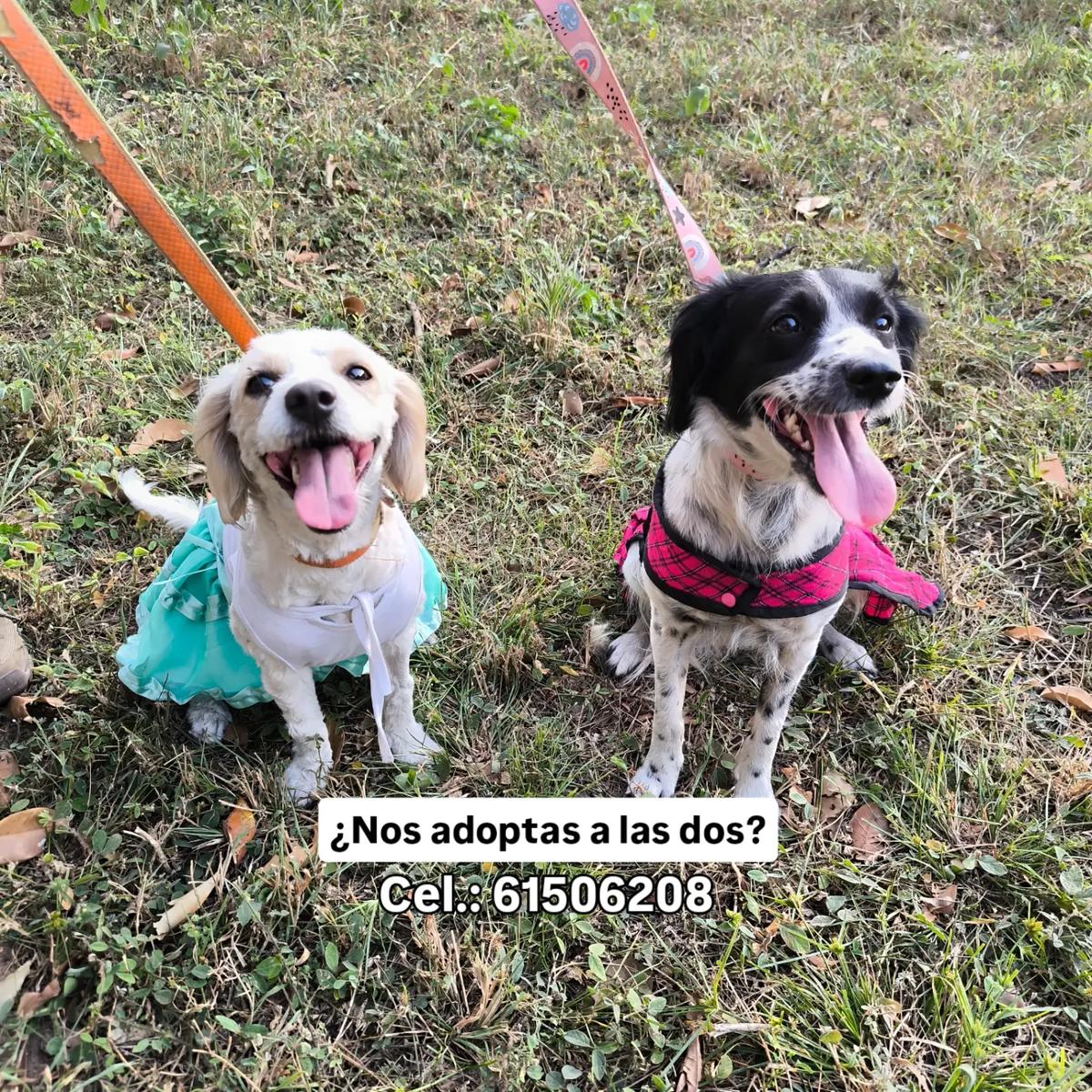 Chispitas, Muñeca (9/9)
