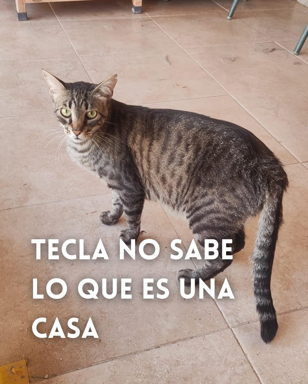 Tecla (1/7)