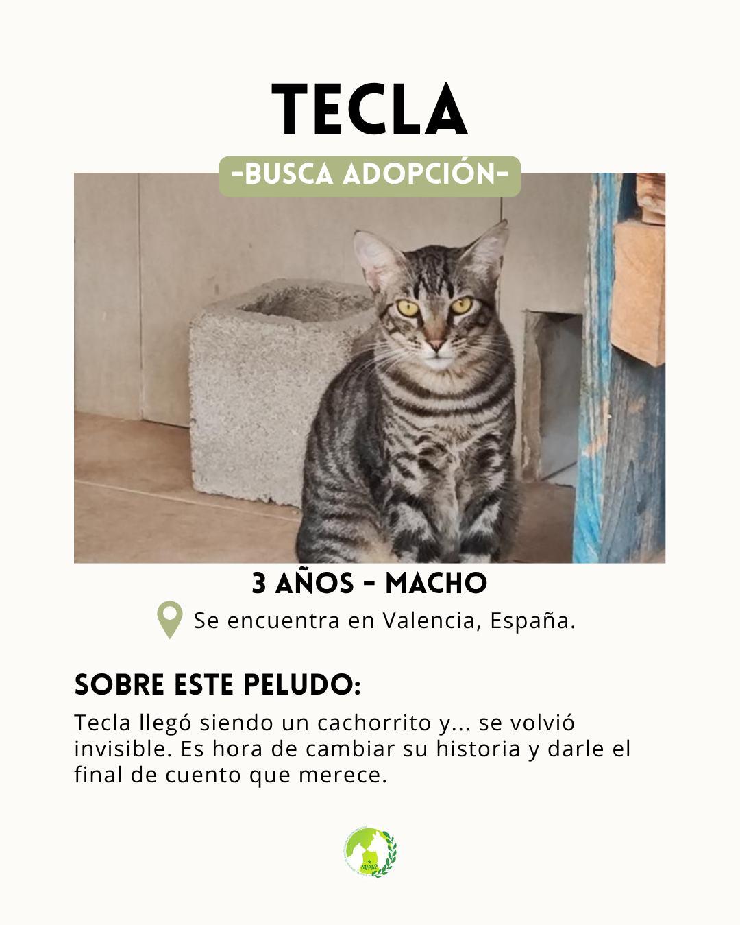 Tecla (2/7)