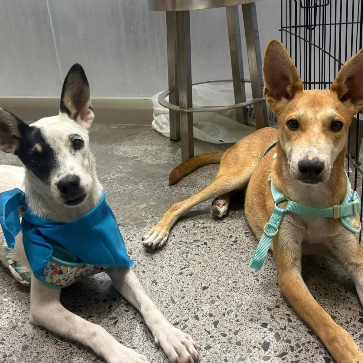 Pepito, Pepita (1/3)