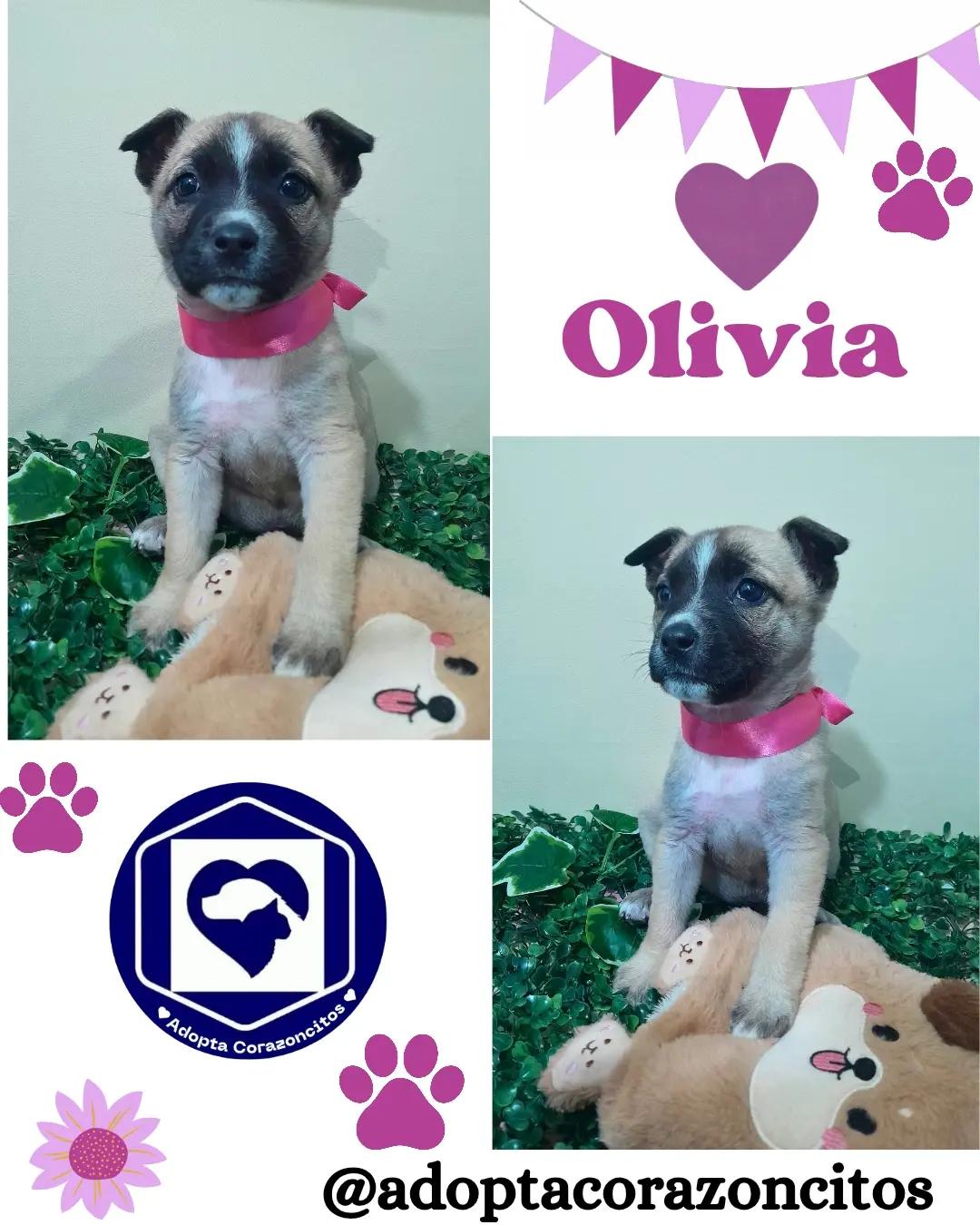 Ámbar, Olivia (2/2)