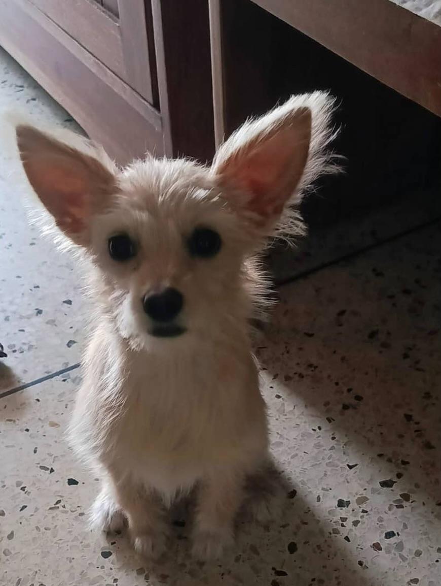 Príncipe, Floyd, Pedro +5 (12/20)