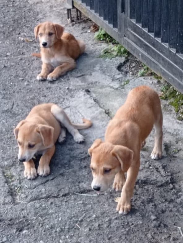 Príncipe, Floyd, Pedro +5 (14/20)