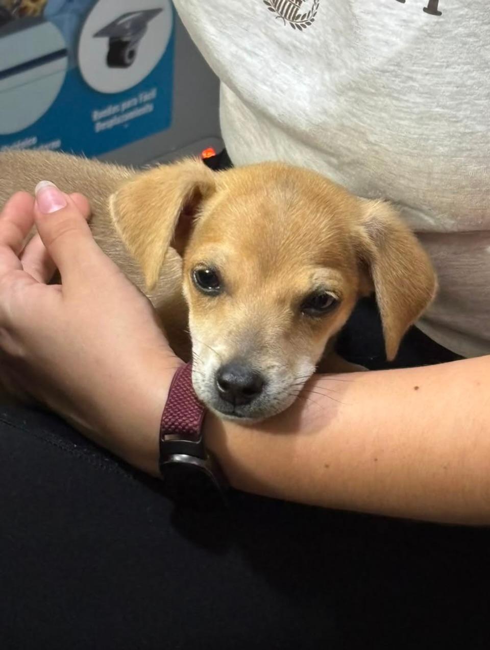 Príncipe, Floyd, Pedro +5 (15/20)