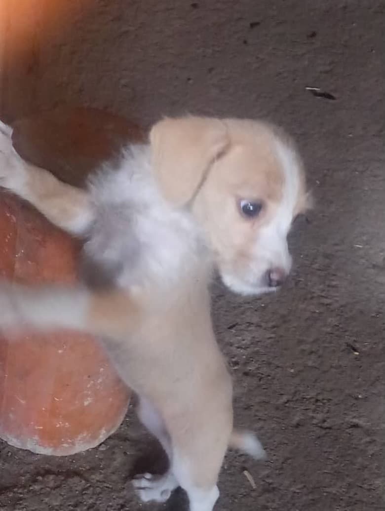 Príncipe, Floyd, Pedro +5 (19/20)