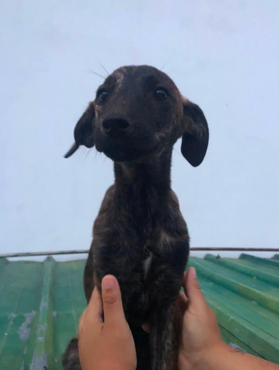 Príncipe, Floyd, Pedro +5 (6/20)