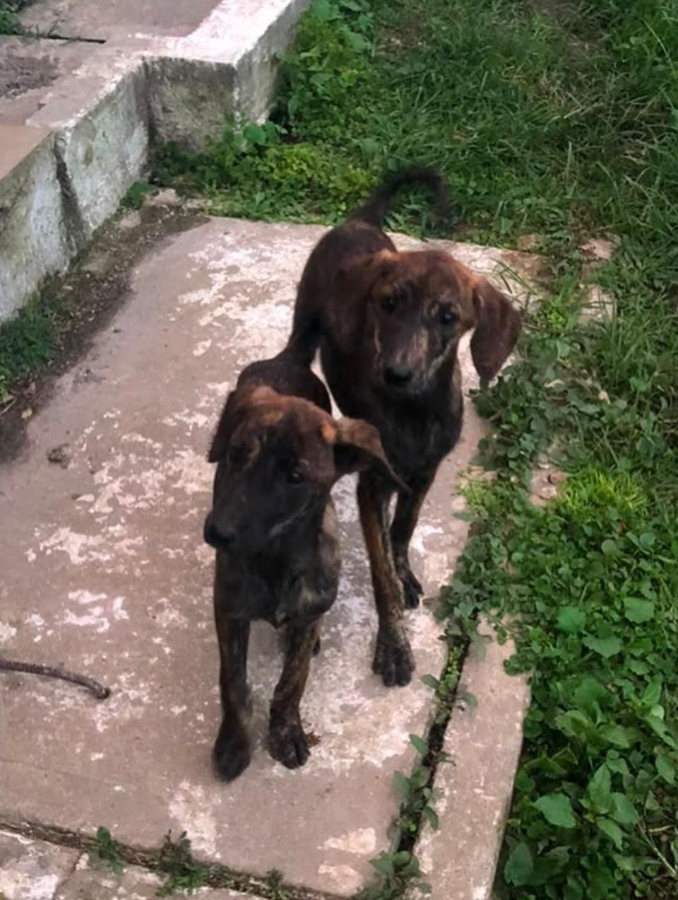 Príncipe, Floyd, Pedro +5 (8/20)