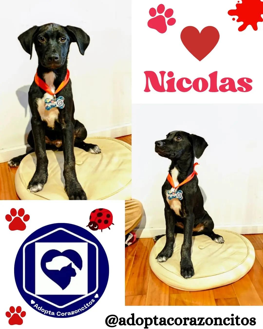 Nico, Bruno (1/2)
