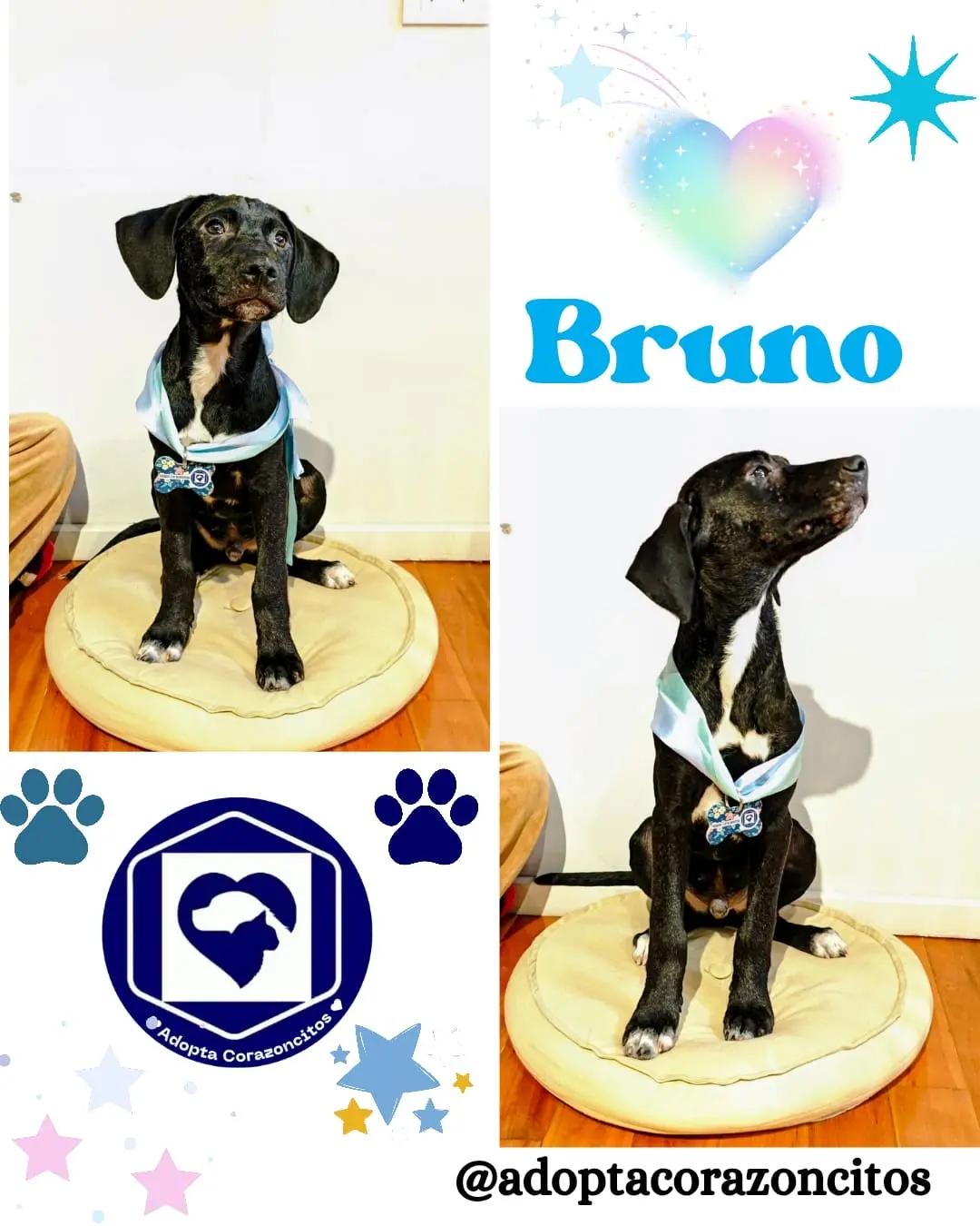 Nico, Bruno (2/2)