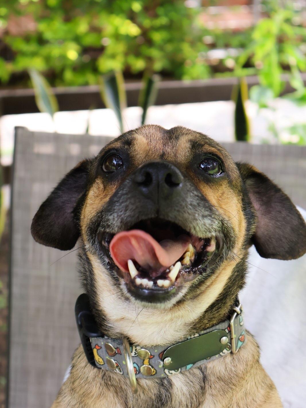 Pugberto (1/3)