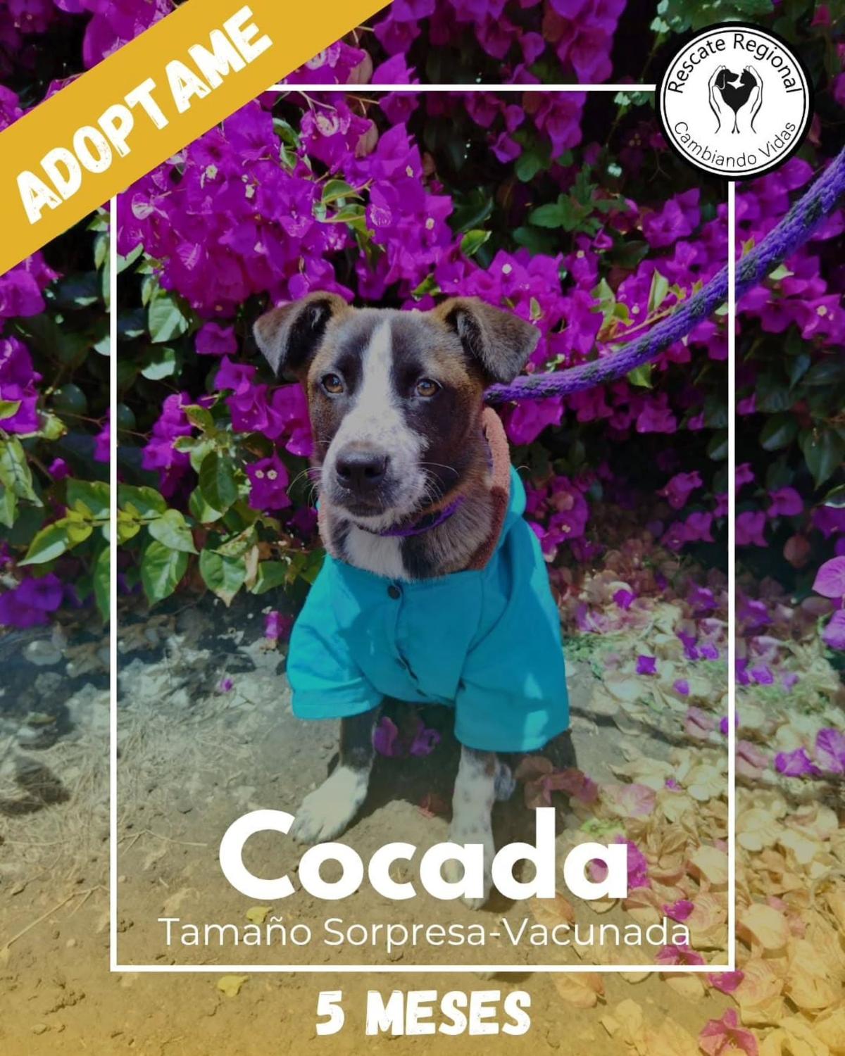 Cocada (1/5)