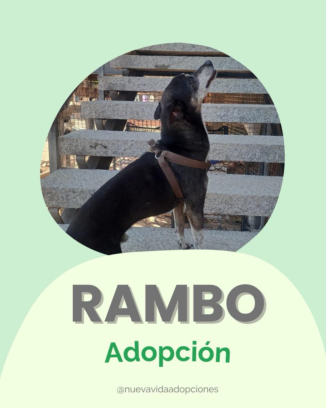 RAMBO (1/3)