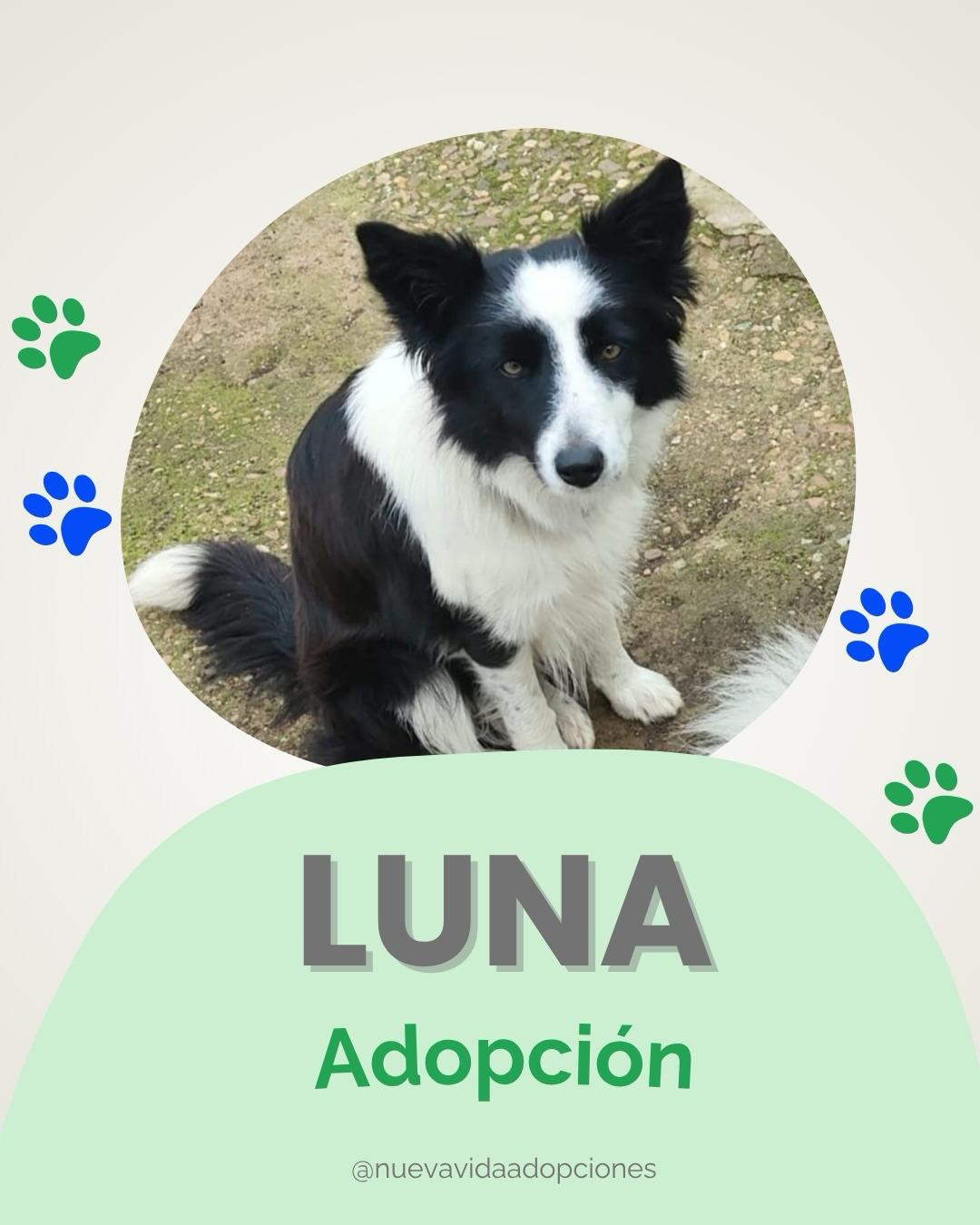 Luna (1/4)