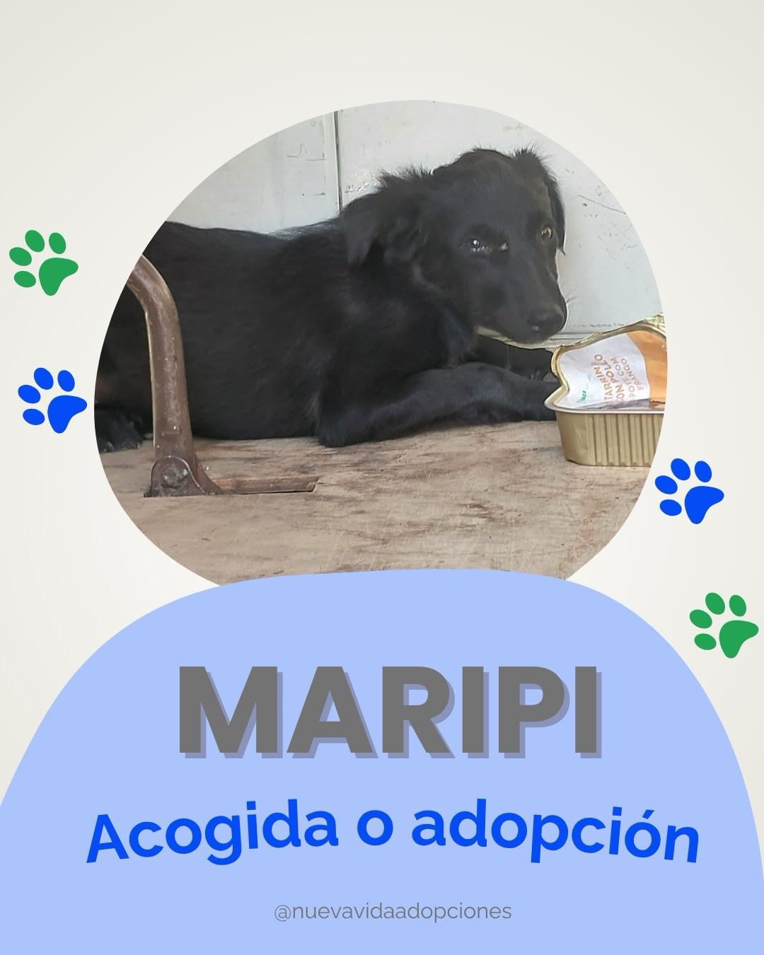 Maripi (1/4)