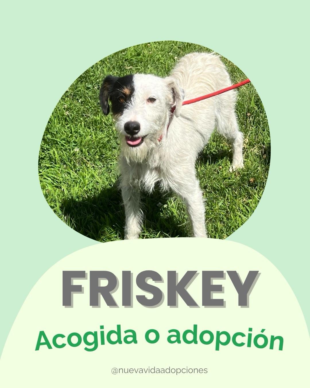 FRISKEY (1/4)