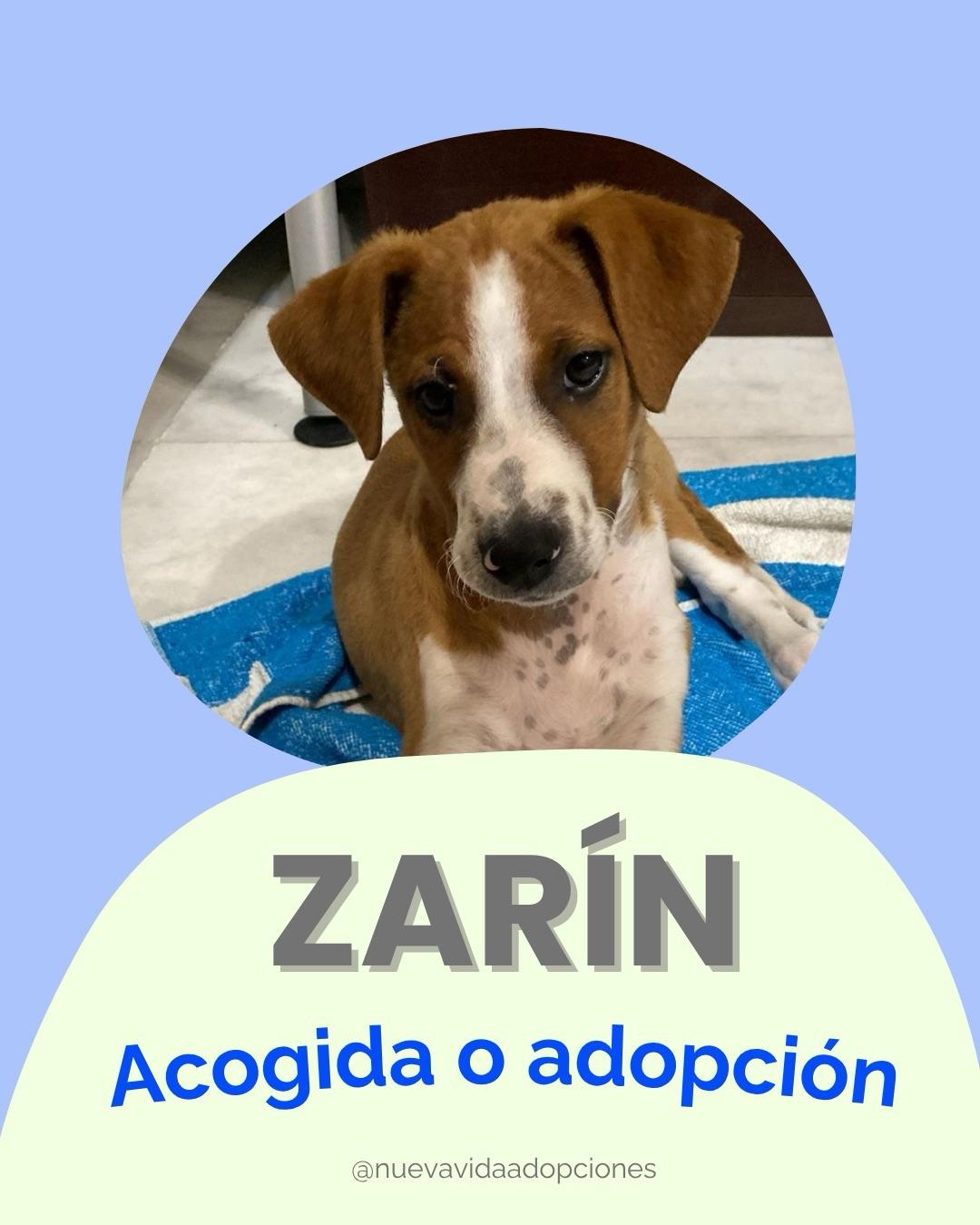 ZARÍN (1/5)