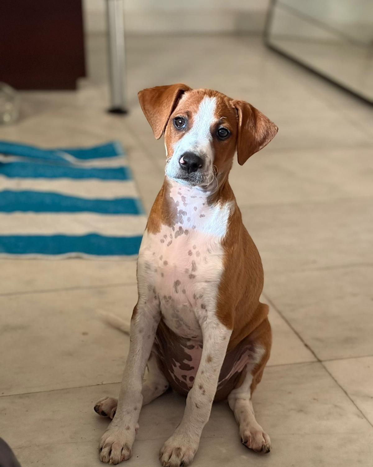 ZARÍN (4/5)