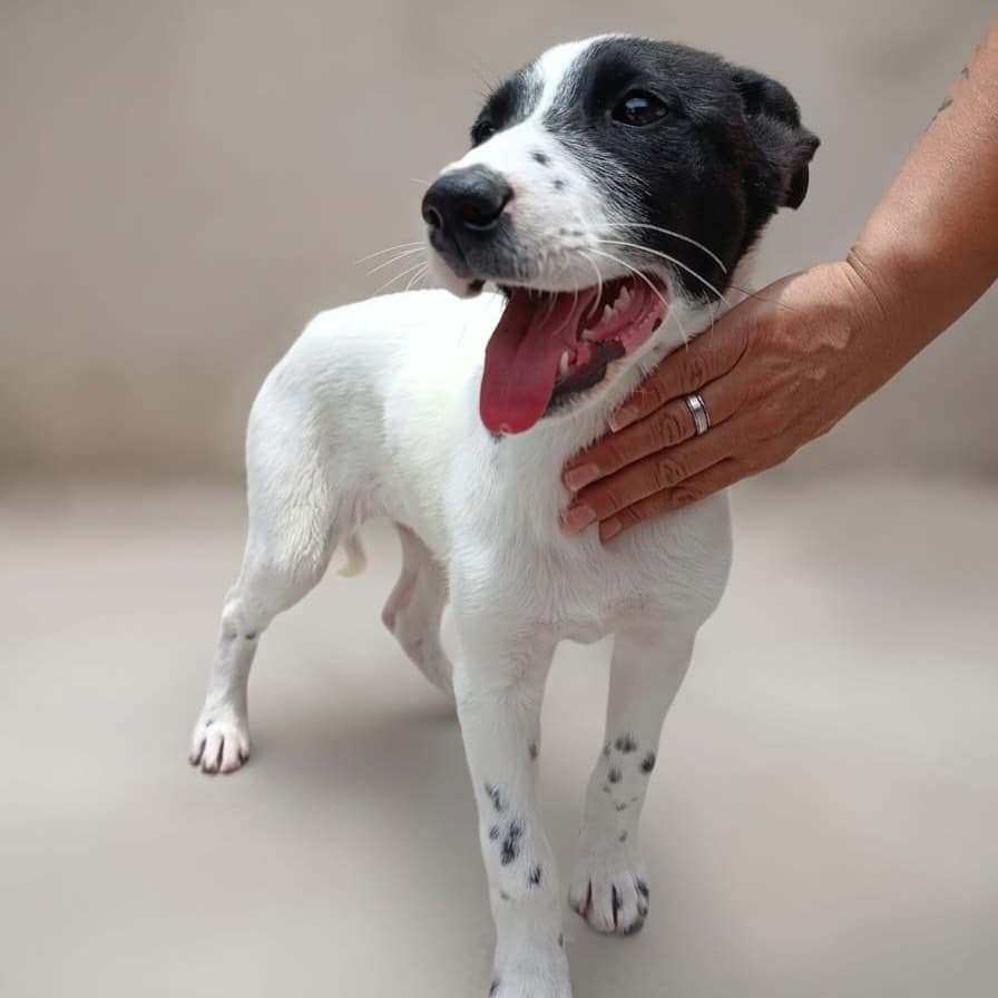 LAIKA (3/4)
