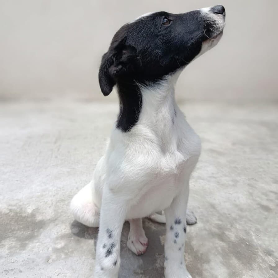 LAIKA (4/4)