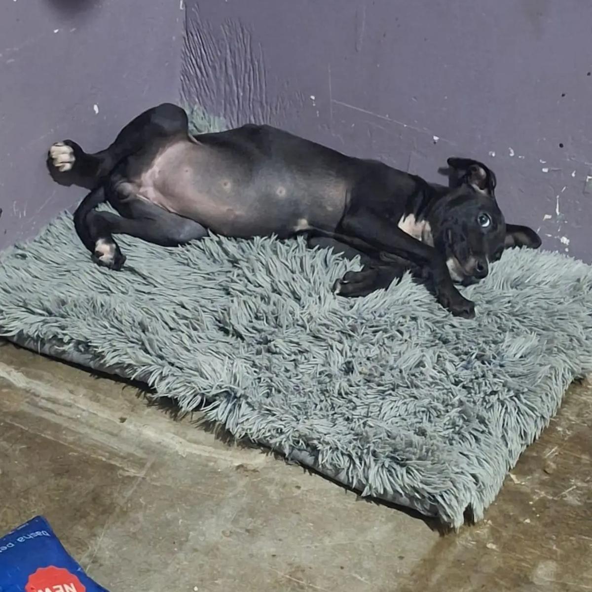 Petaca (2/4)