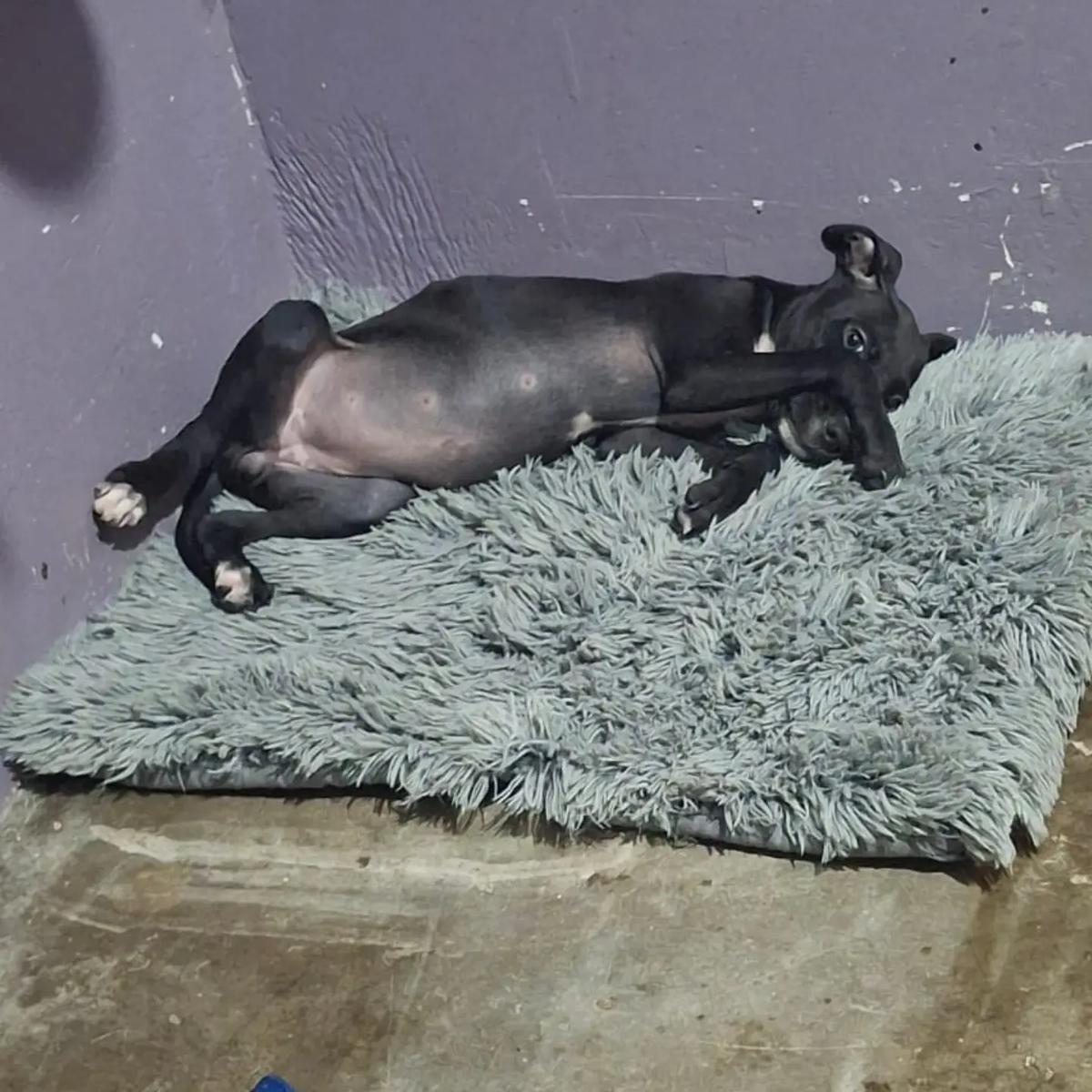 Petaca (3/4)