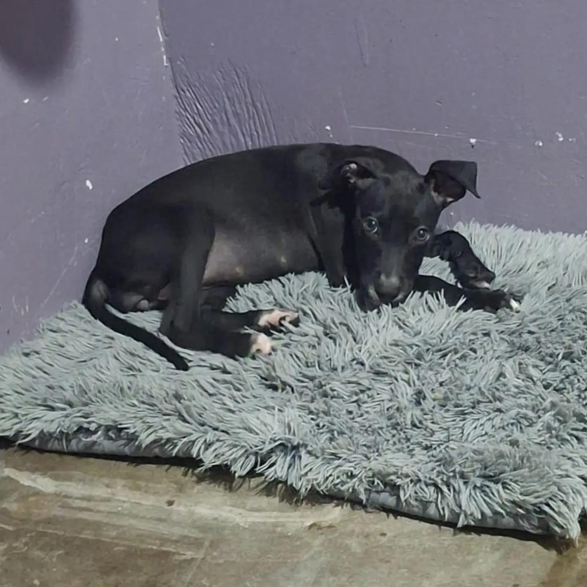 Petaca (4/4)