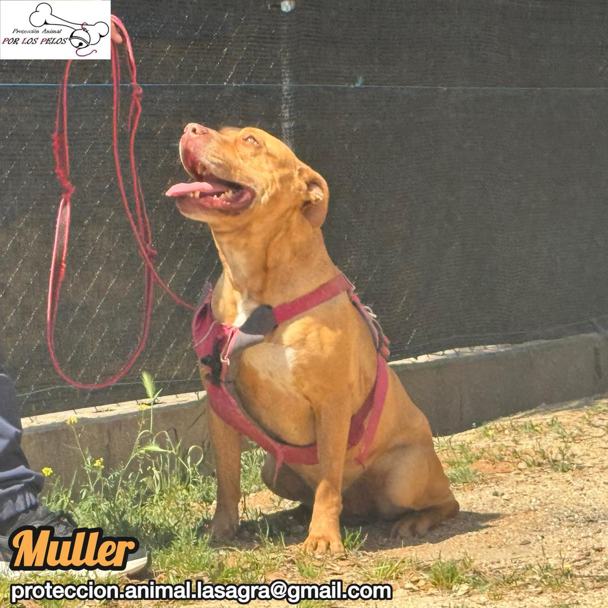 Muller (4/11)