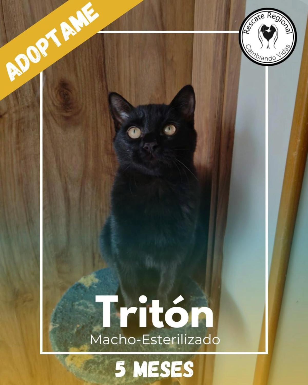 Tritón (1/5)