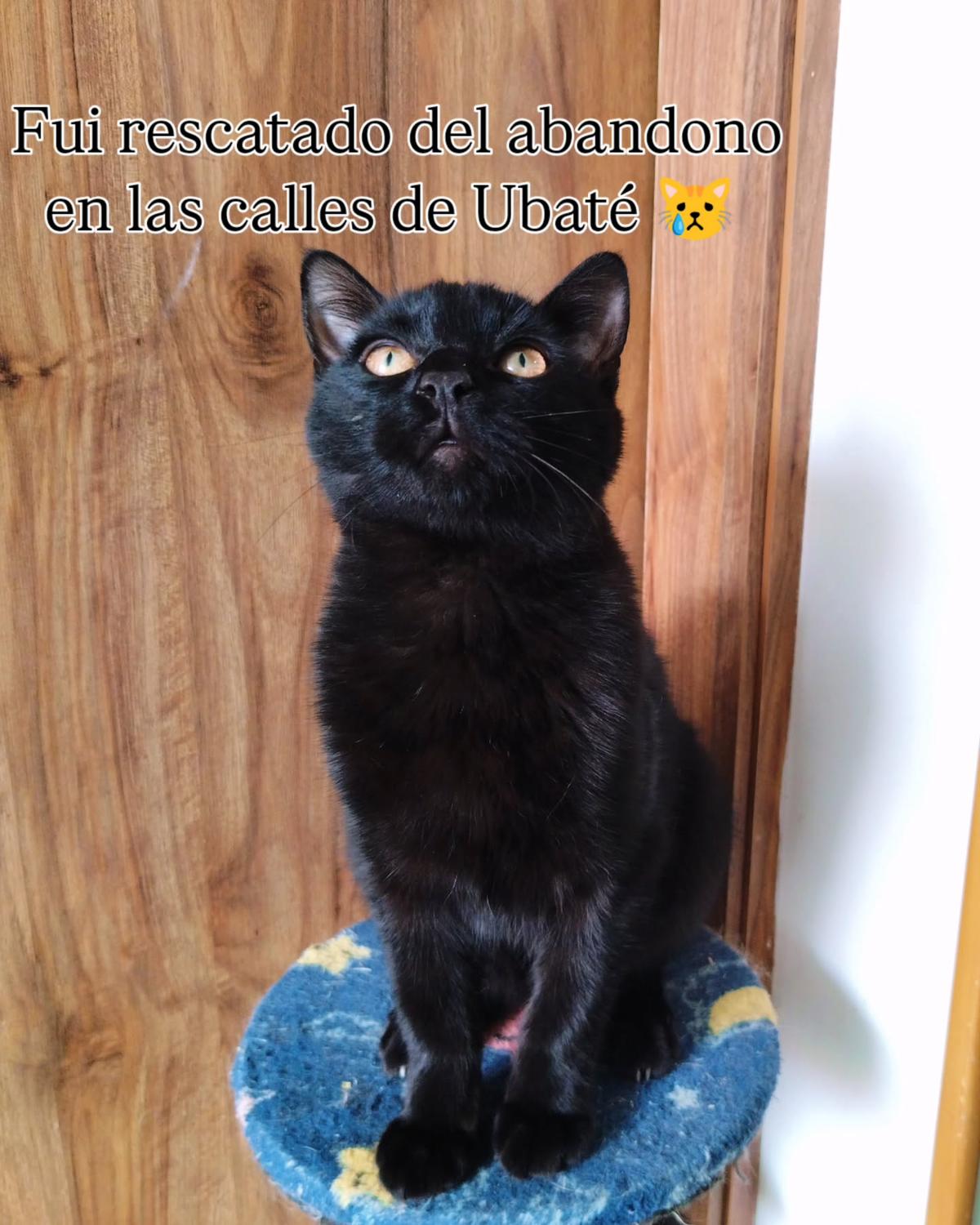 Tritón (2/5)