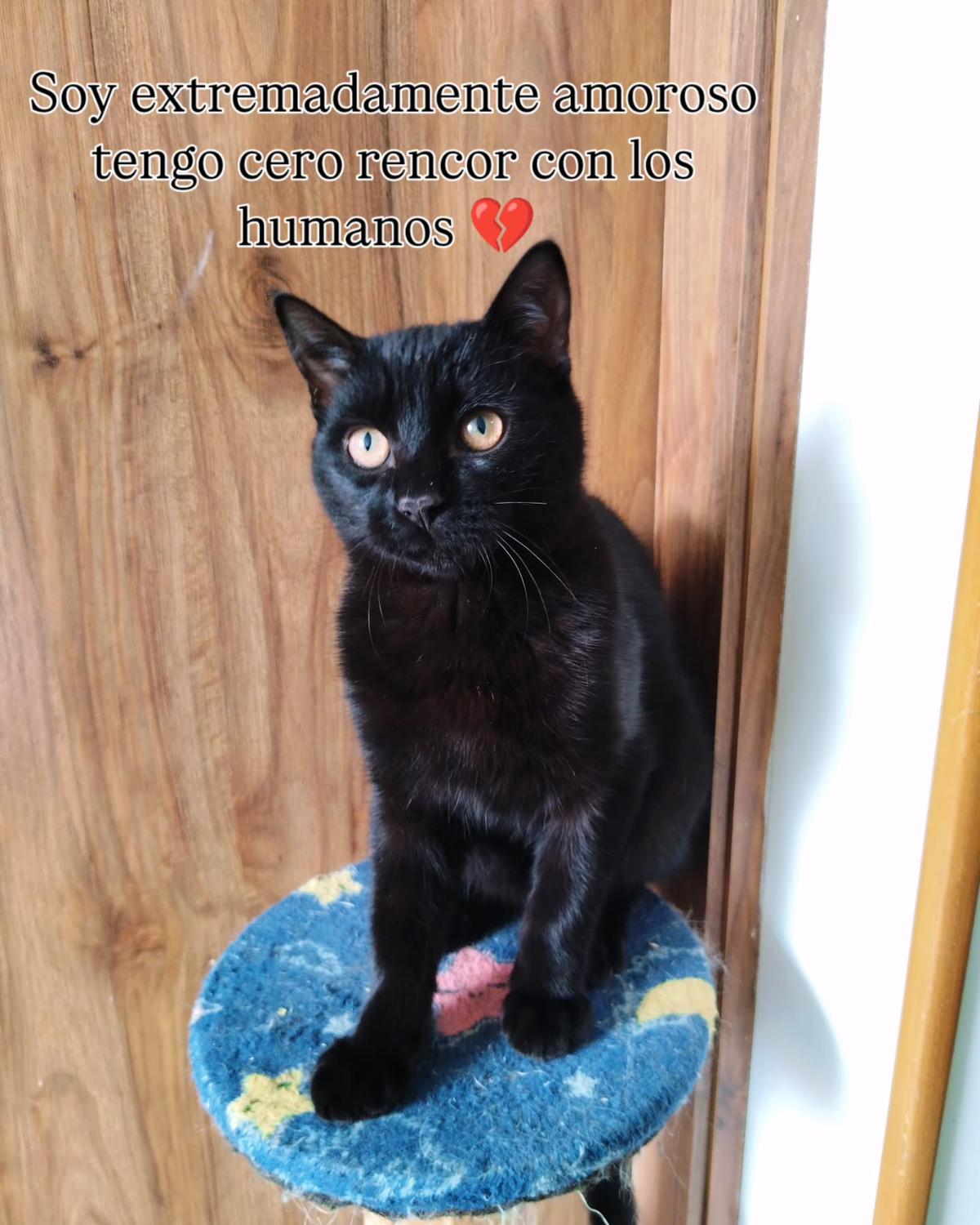 Tritón (3/5)