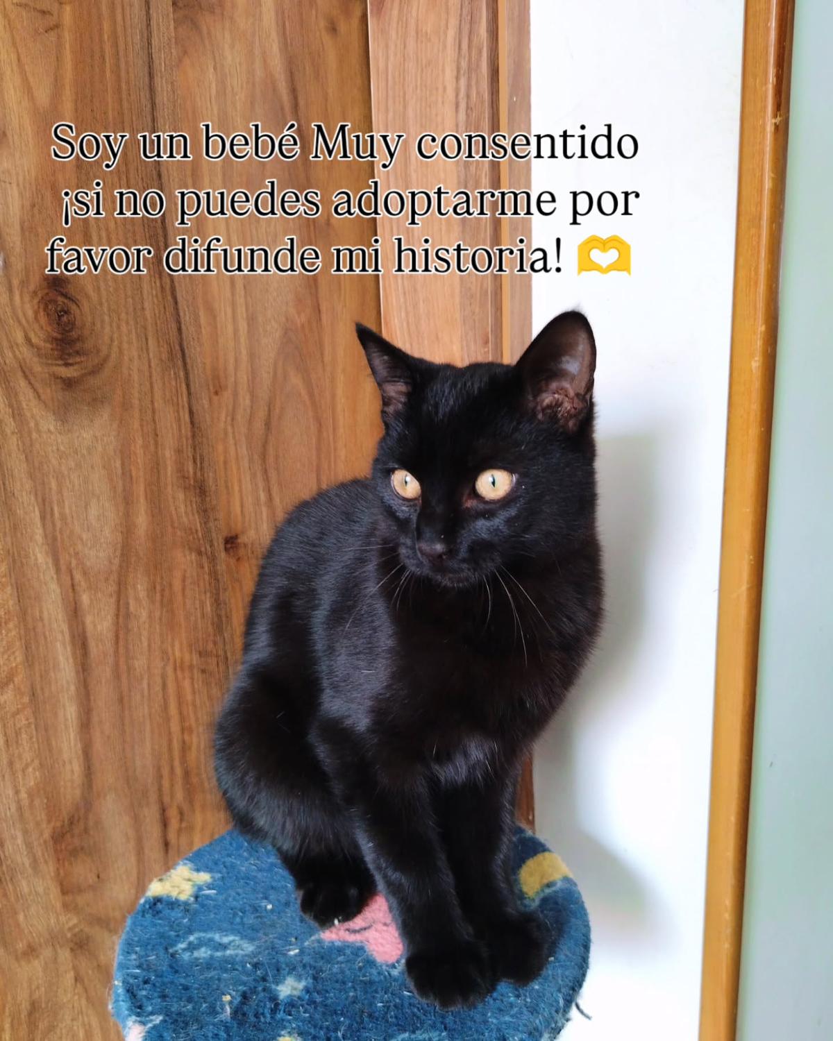 Tritón (5/5)