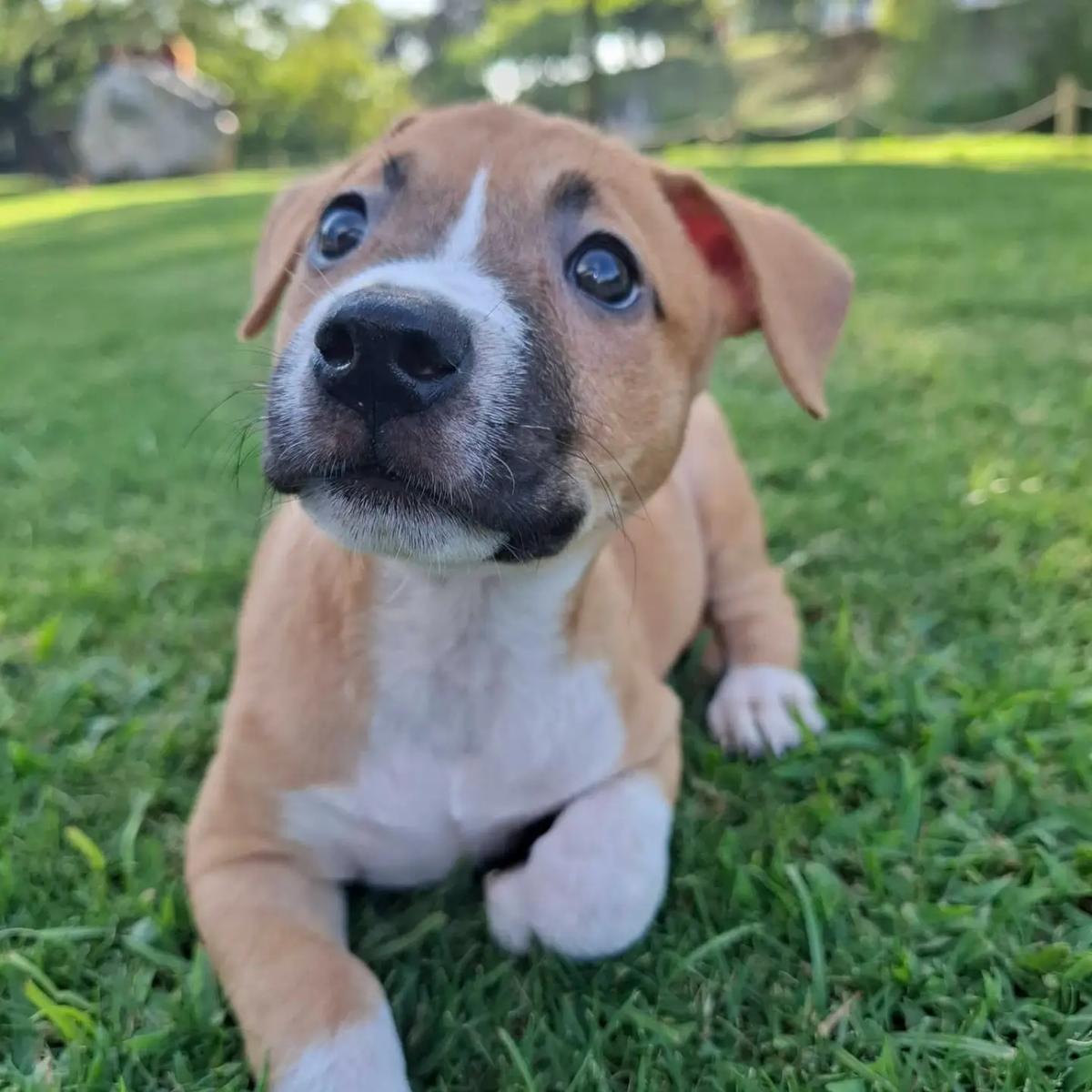 Max, Moncho, Milo +1 (2/4)
