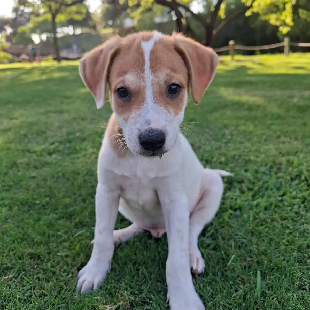 Max, Moncho, Milo +1 (3/4)