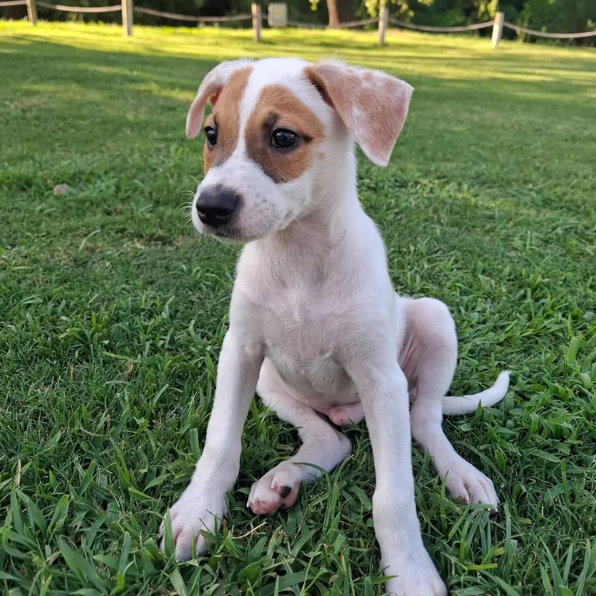 Max, Moncho, Milo +1 (4/4)