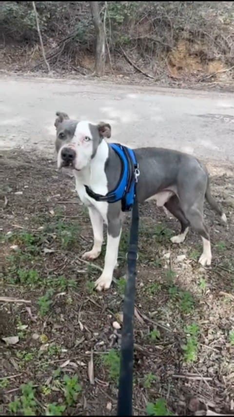 Diego