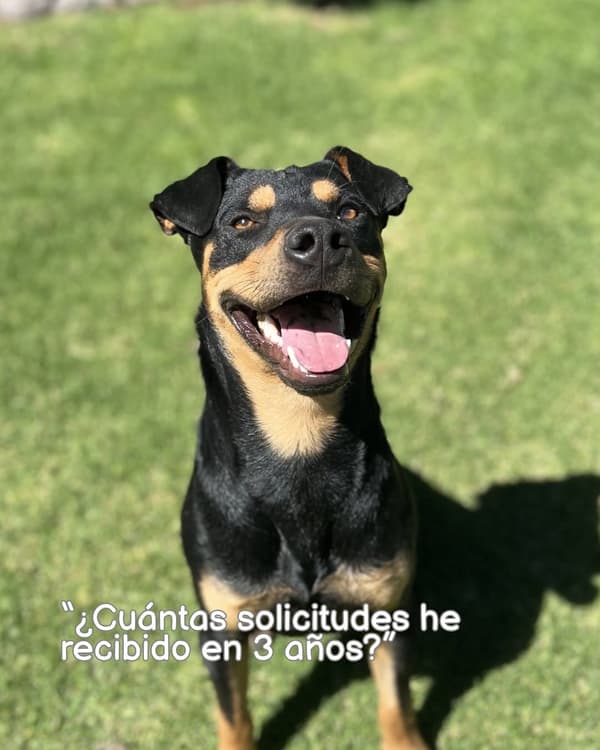 Koda