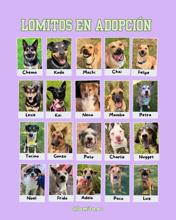 Chema, Koda, Machi +17