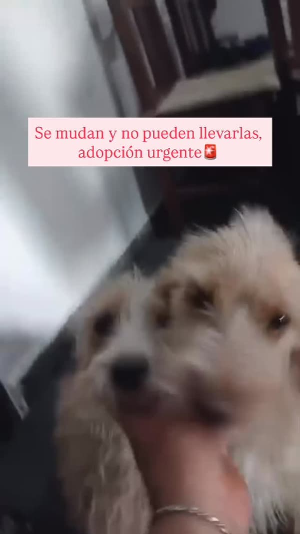 Leila, Lula