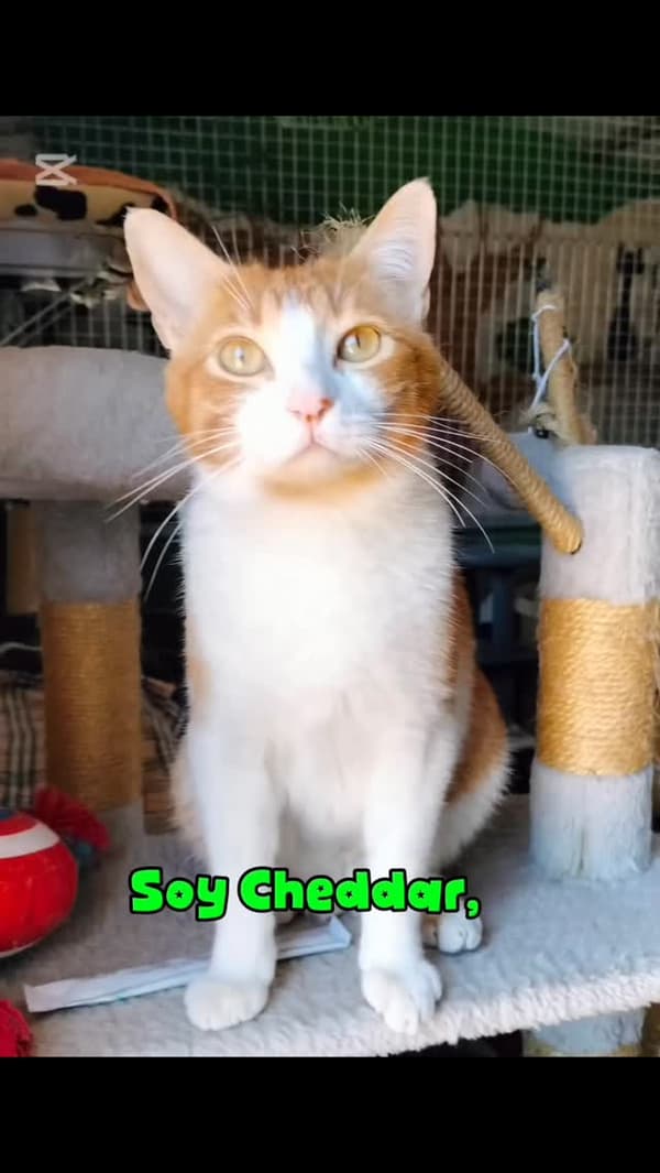 Cheddar