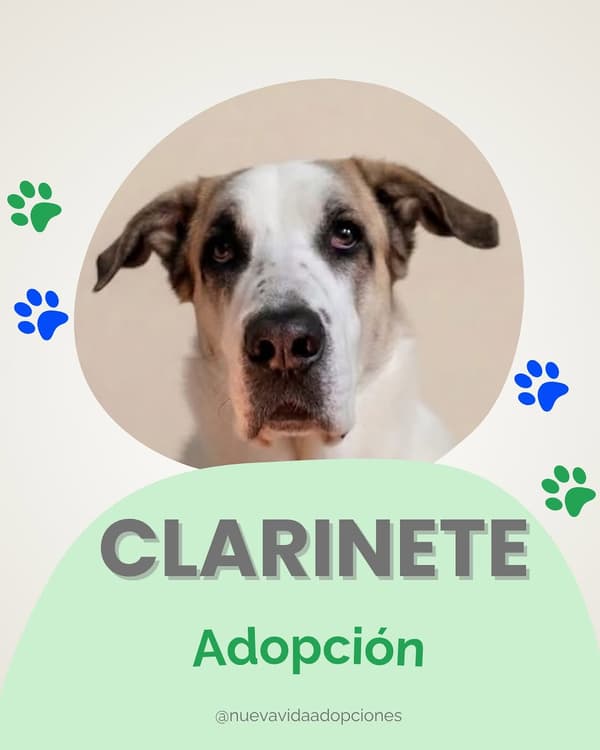 Clarinete