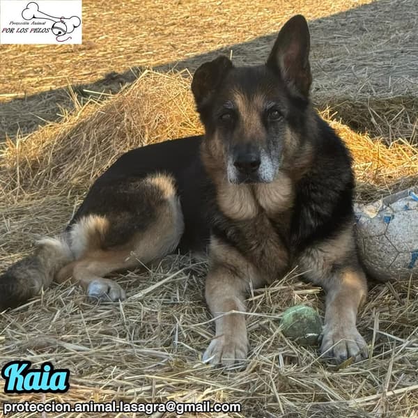 Kaia