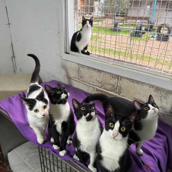 6 animalitos