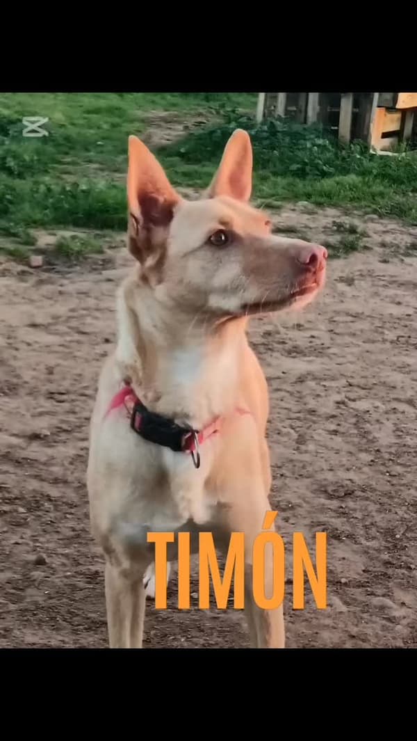 Timón, Pumba