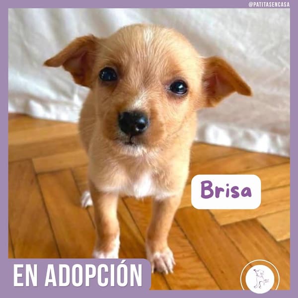 Brisa, Mateo, Nube +1