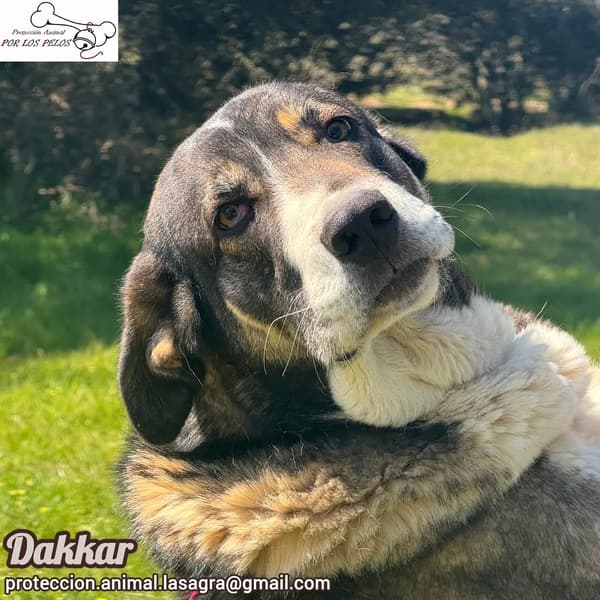 Dakkar