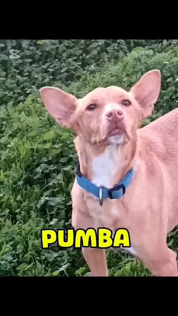 PUMBA