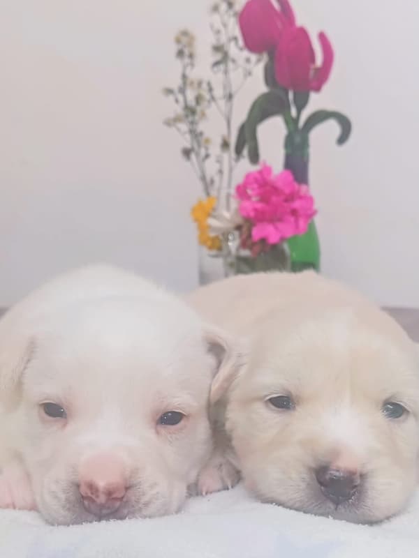 Luna, Pantera, Torombolo +3