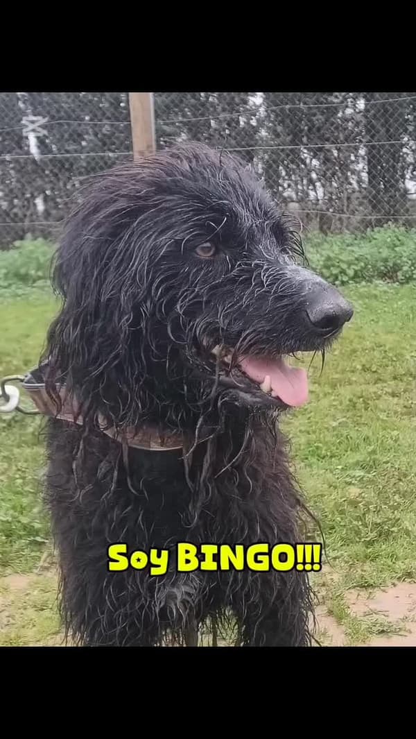 Bingo