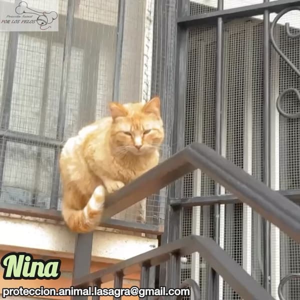 Nina