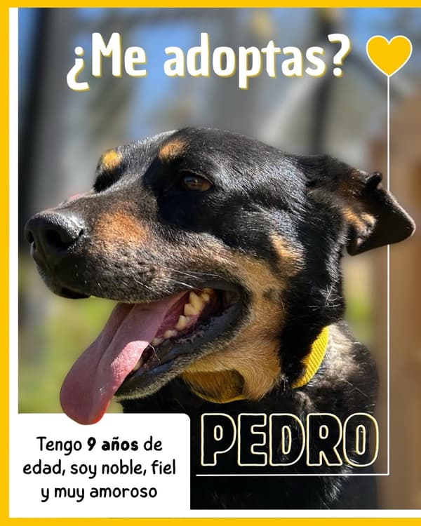 Pedro